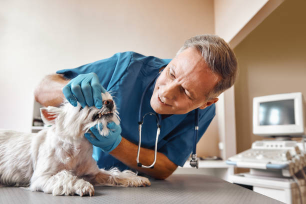 Best Emergency Root Canal Therapy in Vla Grove, IL